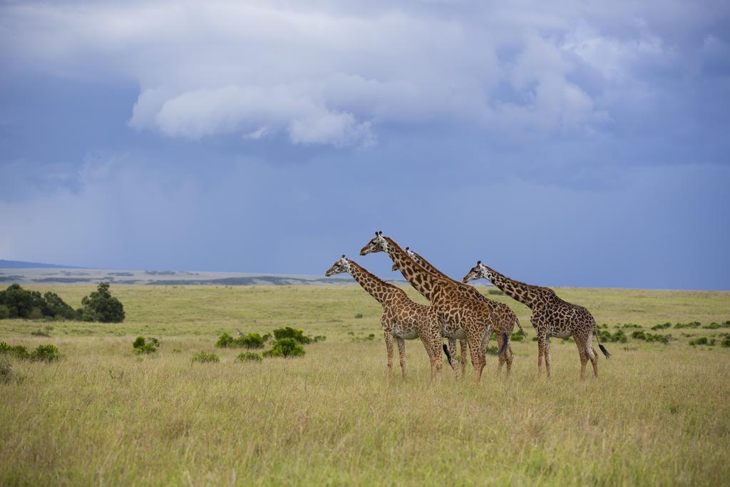 Hotel Rekero Camp Mara Simba Exterior foto